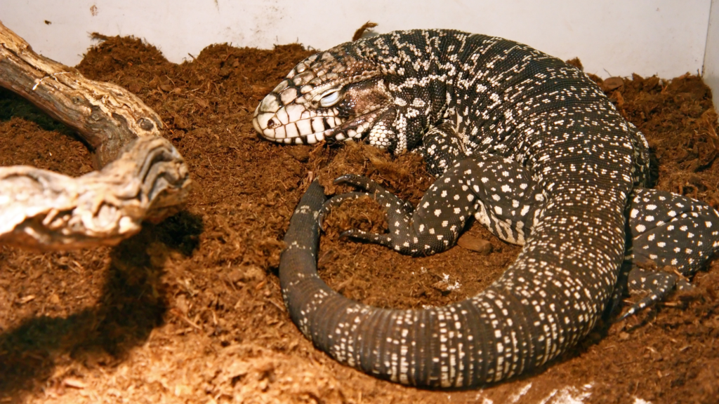 tegu argentini