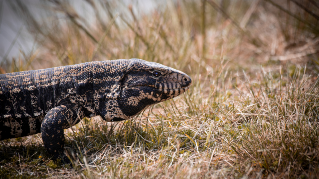 tegu argentini